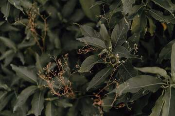 Closeup of wild green plants