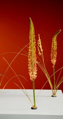 A vertical studio photo with dried plants © cool photos