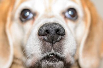 focus on nose of an old beagle dog looking at camera