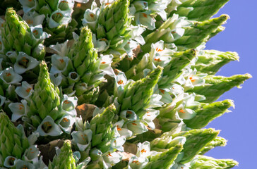 La Puya de Raimondi is a majestic plant that grows at altitudes of more than 3000 m. n. m. and it can reach 10 meters in height. This bromeliad, also known as Titanka, has great ecological value as it - obrazy, fototapety, plakaty