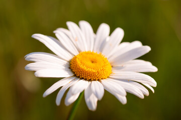 Fototapeta premium Chamomile flower under sunlight, close up shot. Summer floral theme, tenderness of nature.