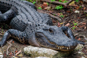 Alligator in Big Cypress National Preserve