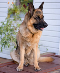 A German shepherd dog sits with her tongue sticking out on the wooden porch of a house against a white wall.