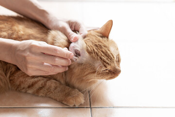 Women use cotton cleaning ear  Ginger cat for the good health and a cat sleeping to clean on the floor