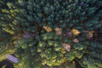 Aerial view from drone of rural road leading through autumn forests and groves in yellow green colors. Dense forest in golden time and empty highway in fall season. Roadway among colorful treetops