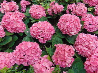 pink hydrangea