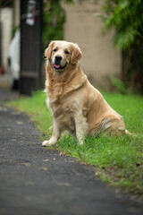 Dodo My Dog © Amber