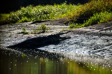 Crocodile on Tarcoles River, Costa Rica