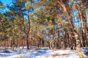 View of the snowy pine forest at winter