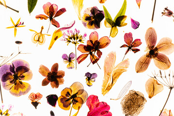 dried flowers on the white