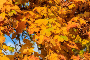 Yellow autumn leaves of maple tree close-up