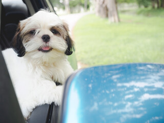 Shih Tzu puppy stick their heads out car windows. Travel dog concept.