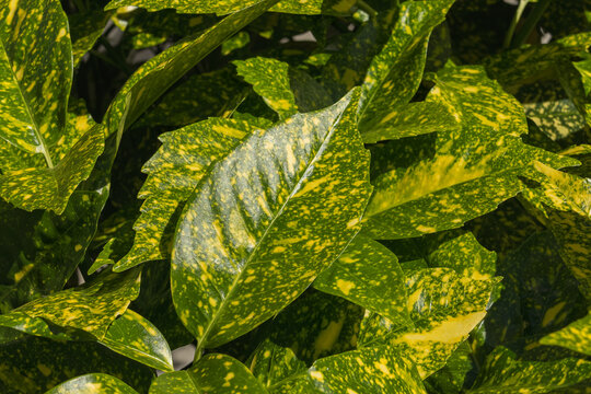 spotted laurel plant seen up close with sunlight aucuba japonica