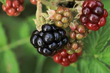rubus nessensis plant macro photo