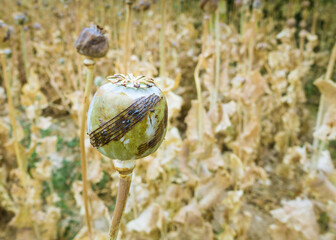 Poppy in Uruzgan (Afghanistan)