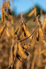 Soybeans pod macro. Harvest of soy beans - agriculture legumes plant. Soybean field - dry soyas pods