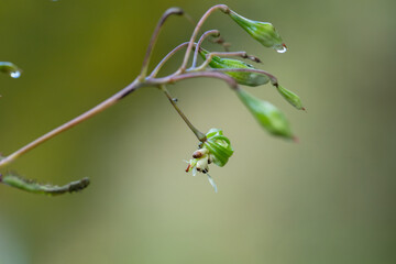 Bursted fruit capsule of Himalayan balsam (Impatiens glandulifera). Agressive seed dispersal. - obrazy, fototapety, plakaty