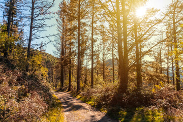 Path in an autumn sunset on a route through a beautiful forest, getting to know nature, Mount Urdaburu, Errenteria. Gipuzkoa