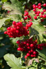 Viburnum ordinary. Viburnum branches with red berries and leaves, Viburnum vulgaris, against a blue sky in late summer on a sunny day. Bunches of red viburnum berries close-up