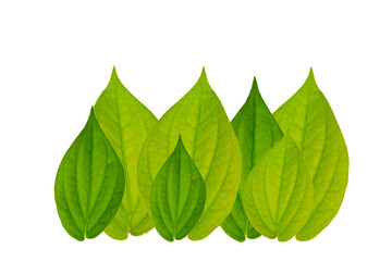 Betel leaf isolated white background