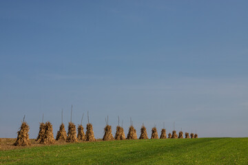 Dry corn stalks golden sheaves in empty grassy field after harvest cloudless blue sky copy space...