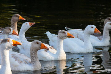 Farm life. A flock of white and gray geese swims in a blue pond