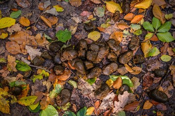Fresh horse droppings lying on the forest path
Frische Pferdeäpfel liegen auf dem Waldweg