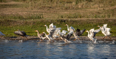 Domestic geese swim in the water. A flock of white beautiful geese in the river