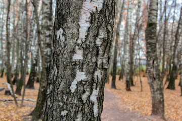 tree trunk in the forest