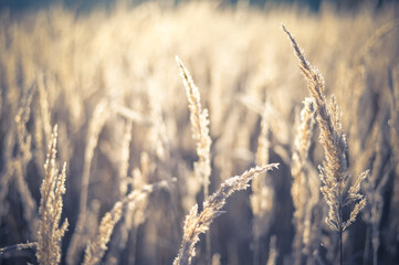Fototapeta premium Lush yellow-brown panicles of ears of wild grass close-up in the contoured light of the sun at dawn. Tinted natural background.