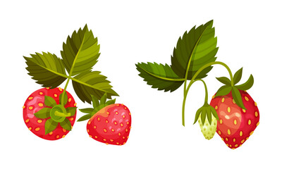Strawberry Branches with Hanging Whole Red Berries Vector Set