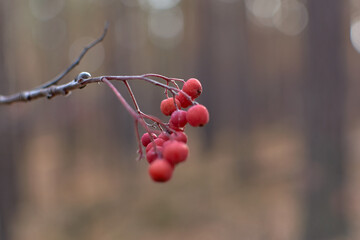 Red berries close-up on a blurred background. Autumn forest.