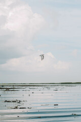 seagulls on the beach