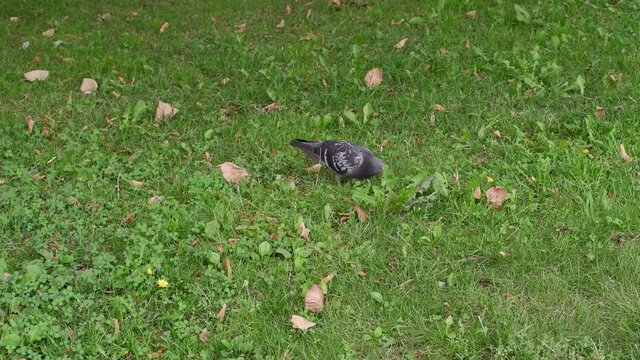 The dove walks on the ground looking for food. Bird.