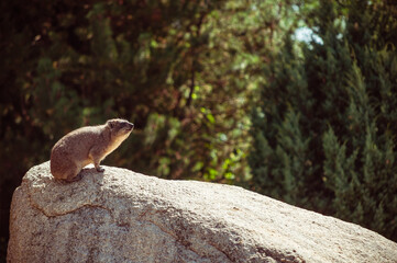 Groundhog sitting on a rock in the summer sun