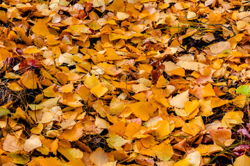 autumn leaves on the ground