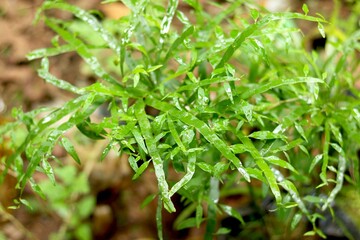 Patriot view of green leaf plant