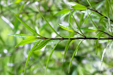 Patriot view of green leaf plant