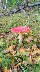 Mushroom time in the autumn forest, Tver region, Russia