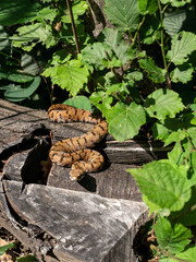 Viper hidden in the woods among the leaves
