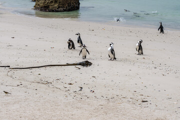 Penguins in Simons Town, Western Cape, South Africa. Boulders beach.