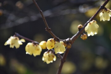 早春の蘇秦蝋梅