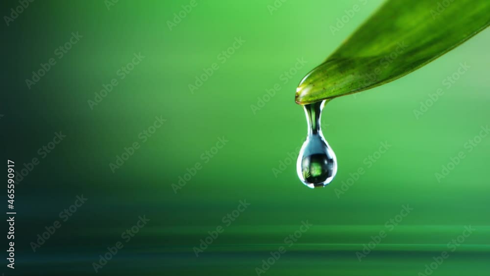 Wall mural Super slow motion of falling water drop from leaf. Filmed on high speed cinema camera, 1000 fps. Super macro shot.