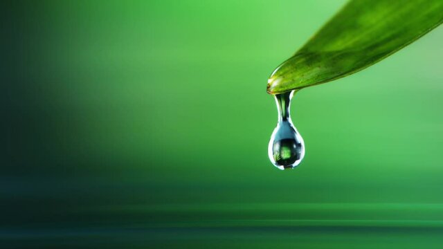Super slow motion of falling water drop from leaf. Filmed on high speed cinema camera, 1000 fps. Super macro shot.