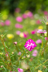 Portulaca grandiflora (Portulaca, Moss Rose, Sun plant, Sun Rose) ; A colorful blossom, petals stacked overlapping in layers which variable and multi-colored. blur background
