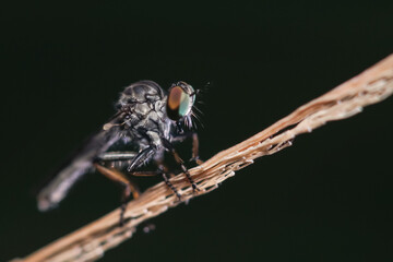 robber fly is waiting for prey. robber fly on a leaf waiting for prey