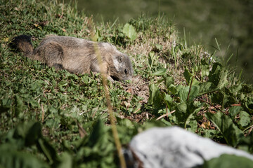 Une marmotte en montagne