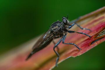 robber fly is waiting for prey. robber fly on a leaf waiting for prey