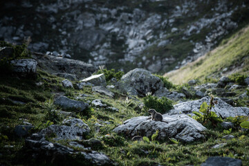 Marmotton en montagne