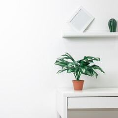 Green flower in a terakot pot on a table against a white wall background. Creative interior background. Modern interior.